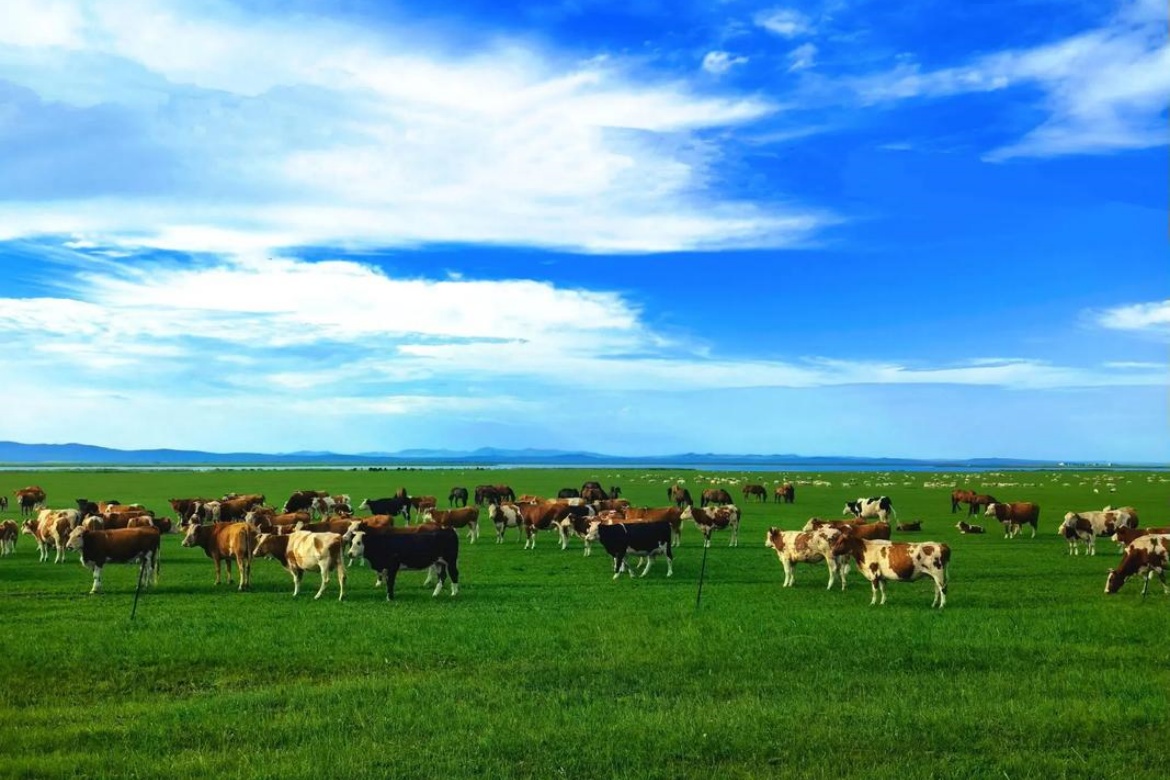 Hulunbuir Grassland